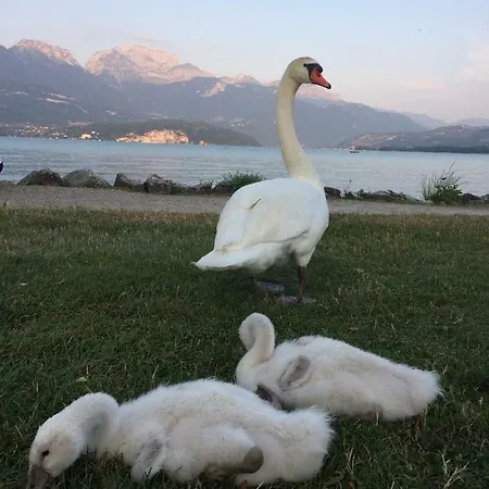 La Baie Des Voiles ,vue D'annecy ,plage Privee Duingt